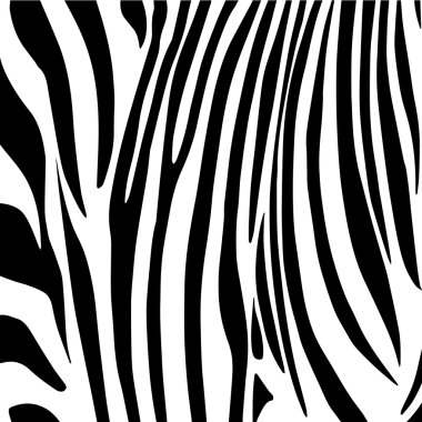 Zebra background, pattern