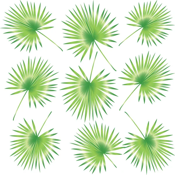 Blad palm tree patroon. Palm bladeren geïsoleerd op witte achtergrond. Tropische achtergrond met palm takken. Vectorillustratie. Hand getrokken. Voor kunst, afdrukken, plakboek, webdesign. — Stockvector