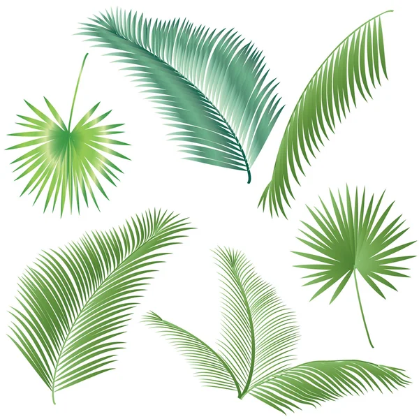 Зелене листя пальмові дерева набір. Пальмового листя ізольовані на білому тлі. Тропічних Векторні ілюстрації. Кліп мистецтва лист. — стоковий вектор
