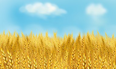 Buğday alan. Açık gökyüzü ve sarı buğday alan. Kırsal çayırda ufukta güneş ışınları. Dijital resim, illüstrasyon. Duvar kağıdı. Ekoloji. Ekoloji kavramı. Shavuot. Yaz, Sonbahar, Eylül