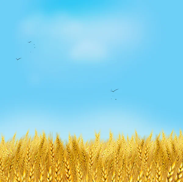 Campo de trigo. Cielo claro y campo de trigo amarillo. Rayos de sol en el horizonte en el prado rural. Pintura digital, ilustración. Fondo de pantalla. Ecología. Concepto de ecología. Shavuot. Verano, otoño, septiembre —  Fotos de Stock