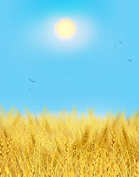 Buğday alan. Açık gökyüzü ve sarı buğday alan. Kırsal çayırda ufukta güneş ışınları. Dijital resim, illüstrasyon. Duvar kağıdı. Ekoloji. Ekoloji kavramı. Shavuot. Yaz, Sonbahar, Eylül — Stok fotoğraf