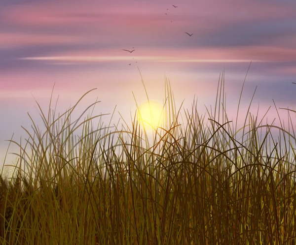 Wheat field sunset. Sky and sun, wheat field. Sun rays on horizon in rural meadow. Digital painting, illustration. Wallpaper