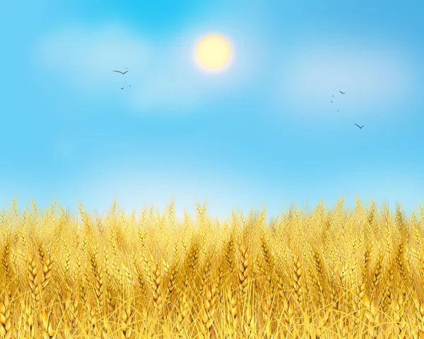 Wheat field. Light Sky and yellow wheat field. Sun rays on horizon in rural meadow. Digital painting, illustration. Wallpaper. Ecology. Ecology concept. Shavuot. Summer, Autumn, September — Stock Photo, Image