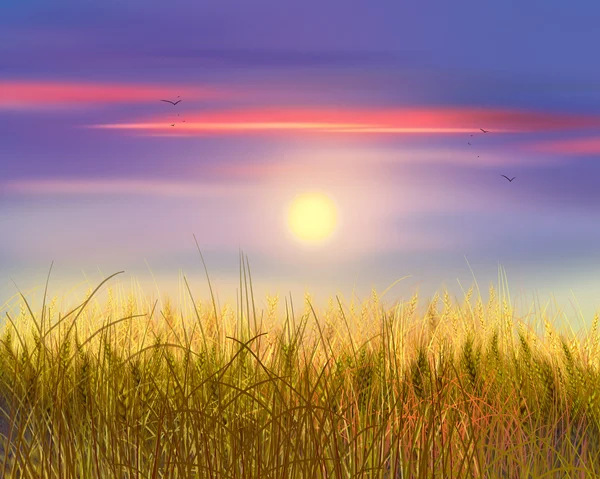 Pšeničné pole západ slunce. Obloha a slunce, pšeničné pole. Sluneční paprsky na obzoru venkovských louce. Digitální malba, ilustrace. Tapety — Stock fotografie