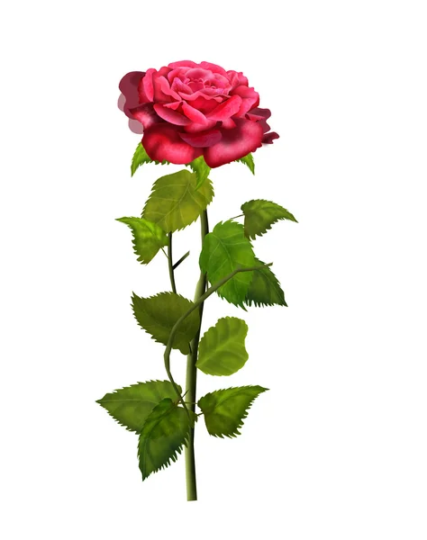 Rosa roja aislada sobre fondo blanco, ilustración, vintage — Foto de Stock