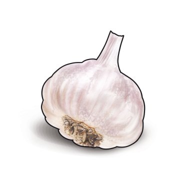 Beyaz bir arka plan üzerinde izole sarımsak. Dijital illüstrasyon