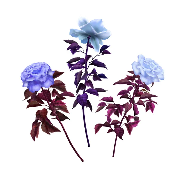 Rosas azuis isoladas em branco — Fotografia de Stock