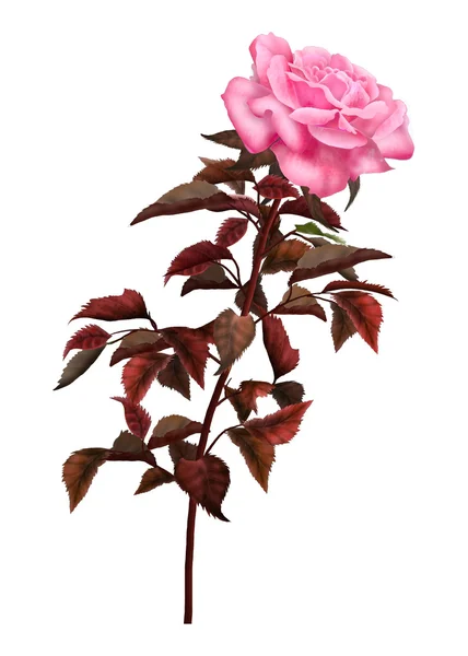 Rose vintage isolado — Fotografia de Stock