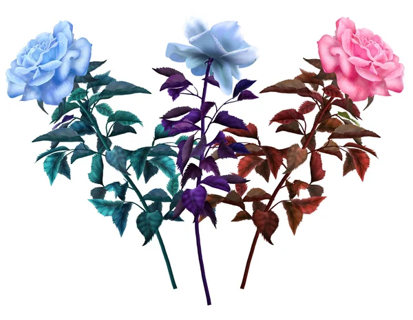 Três rosas diferentes, flores isoladas — Fotografia de Stock