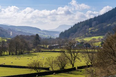 Pant Gwyn, Galler yakınlarında, Mart 06, 2024: Yeşil tarlalarda, yuvarlanan tepeler ve ormanlarla çevrili otlayan koyunlarla huzurlu kırsal alan. Idyllic kırsal manzarası açık gökyüzü altında, doğa, tarım ve sükunet temaları için ideal.