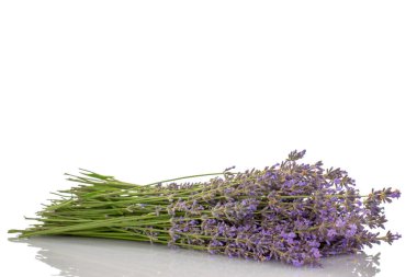 Beyaz arkaplanda yalıtılmış lavanta çiçekleri, makro.