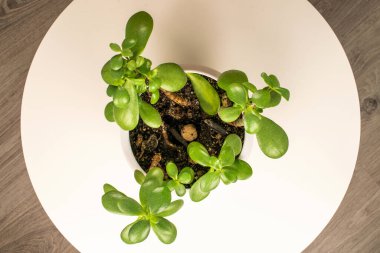 Beyaz arka plan, üst görüş, makro görüntü kapalı sulu bitki Crasula ovata izole.