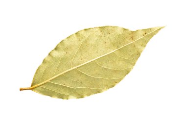 Beyaz arkaplanda kuru defne yaprağı, makro, üst görünüm.