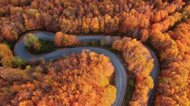 Pelion Dağı 'nda sonbahar, yol kayın ormanı, hava manzarası, Magnesia, Teselya, Yunanistan