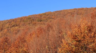 Pelion Dağı 'nda sonbahar, Kayın Ormanı, Magnesia, Teselya, Yunanistan