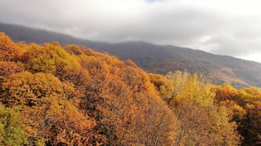 Pelion Dağı 'nda sonbahar, Kayın Ormanı, Magnesia, Teselya, Yunanistan