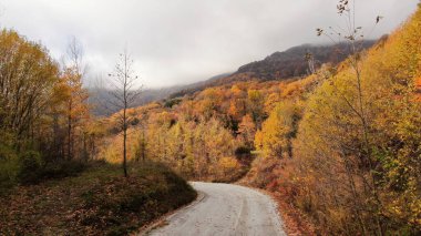Pelion Dağı 'nda sonbahar, kayın ormanı, Magnesia, Teselya, Yunanistan