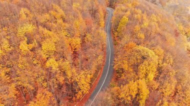 Pelion Dağı 'nda sonbahar, yol kayın ormanı, hava manzarası, Magnesia, Teselya, Yunanistan