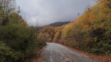 Pelion Dağı 'nda sonbahar, kayın ormanı, Magnesia, Teselya, Yunanistan