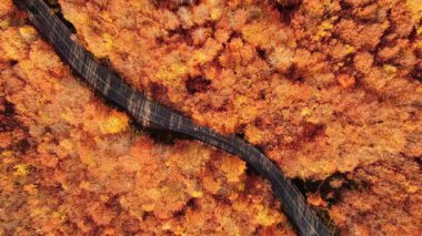 Pelion Dağı 'nda sonbahar, yol kayın ormanı, hava manzarası, Magnesia, Teselya, Yunanistan