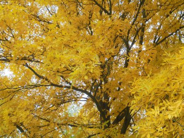 Altın sarısı yaprak desenli ağaç