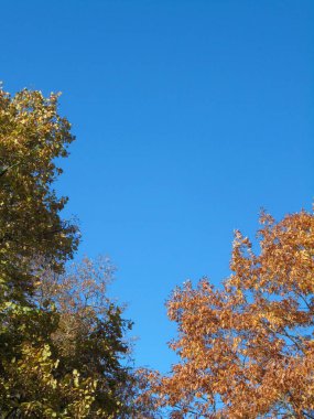 Mavi gökyüzüne karşı yeşil ve sarı yapraklı iki ağaç