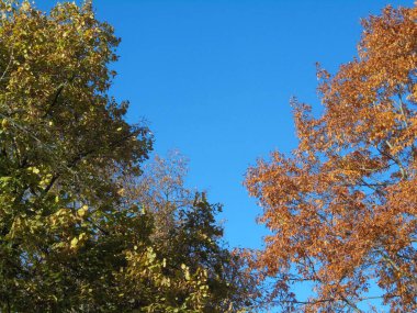 Mavi gökyüzüne karşı yeşil ve sarı yapraklı iki ağaç