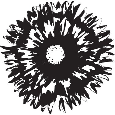 Siyah ve beyaz ayçiçeği (girasole nero