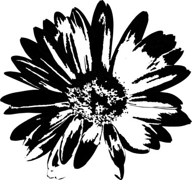 Margherita nera (01)