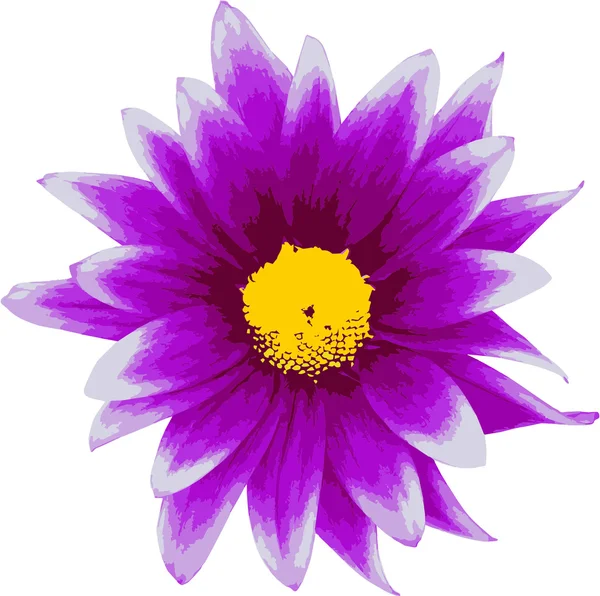 Lila Daisy (margherita lilla 01)