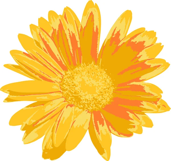 Sarı papatya (margherita gialla 01)