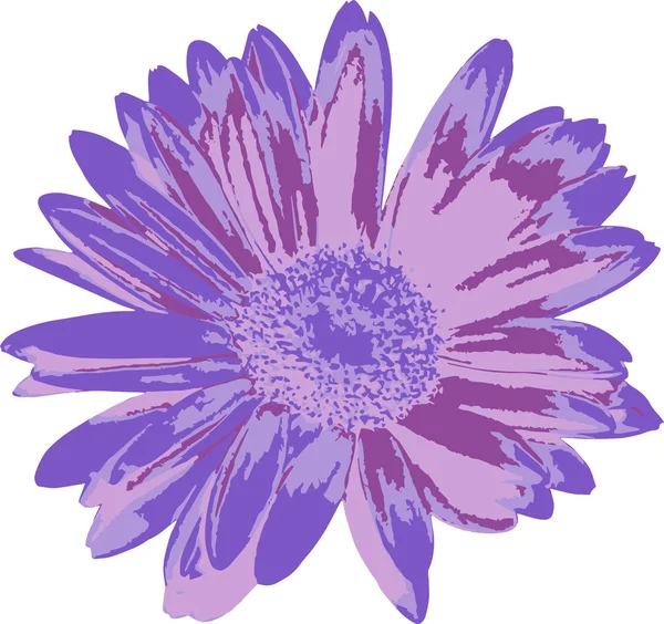 Margherita viola (01)