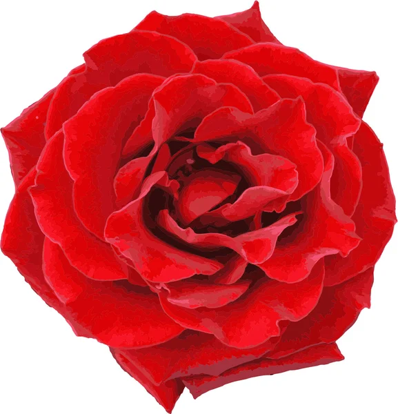 Rosa rossa (01)