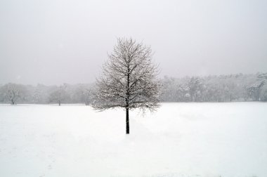 Kış manzarasında tek bir ağaç