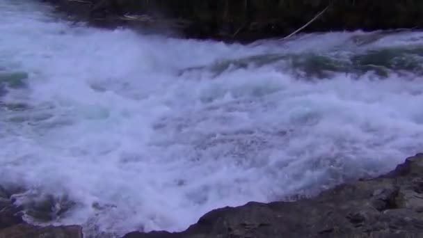 Salmón saltando río arriba durante la carrera de salmón — Vídeos de Stock