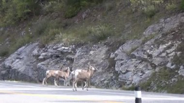 Dağ keçileri yolda