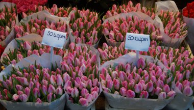 Pembe sarılı tullips