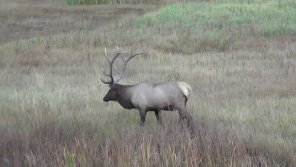 Wapiti dans la nature 
