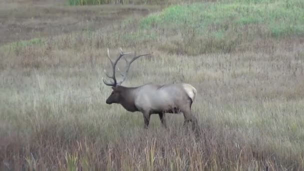 Elch in der Natur — Stockvideo