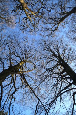 Ağaç tepeleri ve mavi gökyüzü