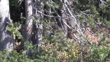 Kuzey Amerika boz ayısı ormanda yürüyüş