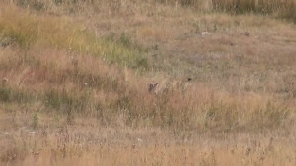 Coyote attaquant une proie 
