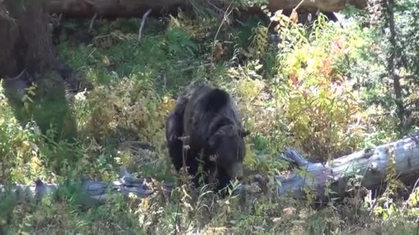 Orso Grizzly che cammina nella foresta — Video Stock