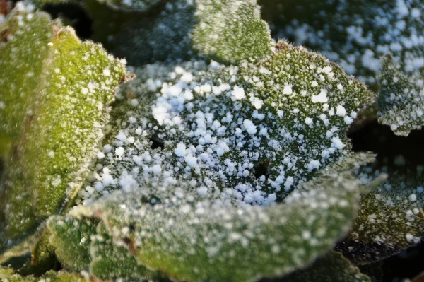 Leaf with ice crystals — Stock Photo, Image