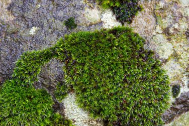 Moss on stone in autumn clipart