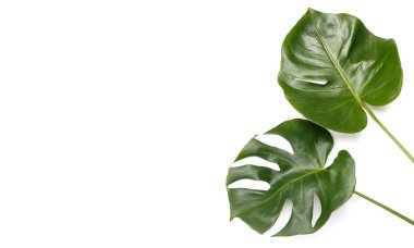 Monstera deliciosa beyaz arkaplan üzerinde bırakır, boşluğu kopyala