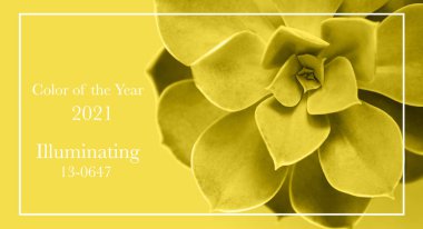 Sulu mor Perle von Nurnberg moda ev bitkileri sarı arka planda, makroyu kapat, 2021 yılı rengi.       