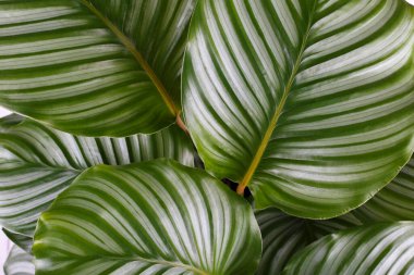 Calathea Orbifolia yaprakları yakın, tropikal ev bitkisi odası dekoru