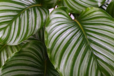Calathea Orbifolia yaprakları yakın, tropikal ev bitkisi odası dekoru